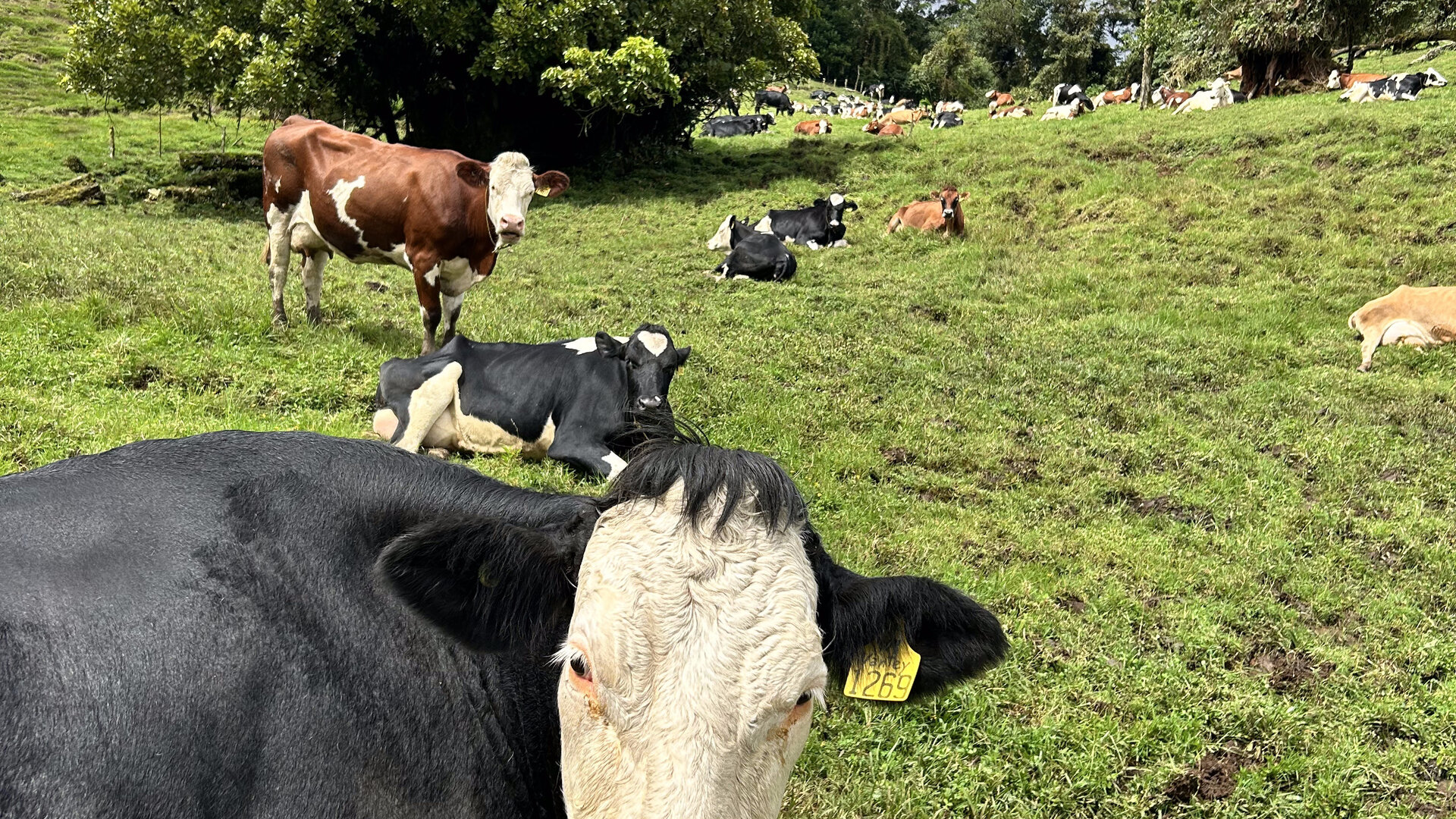 Parque ecoturístico Escape Poasito, cerca del Volcán Poás