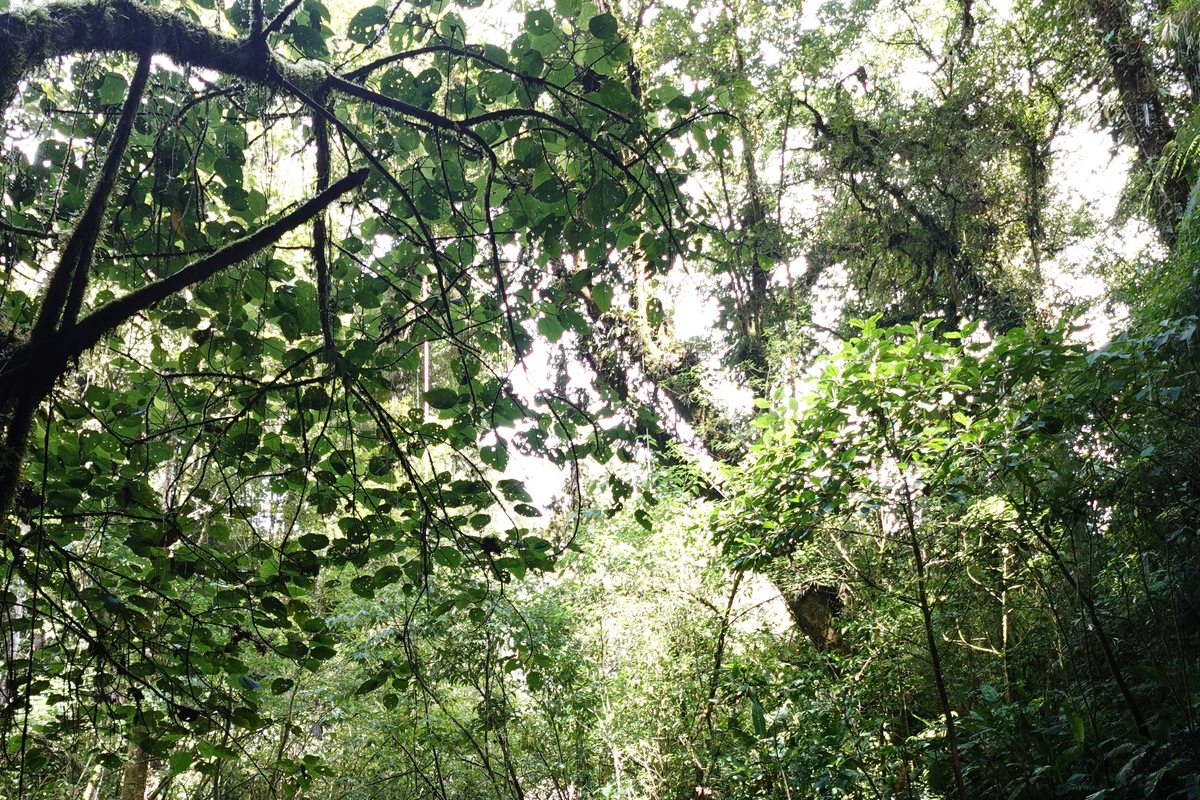 Sendero 1 Escape Poasito — bosque nuboso Poás