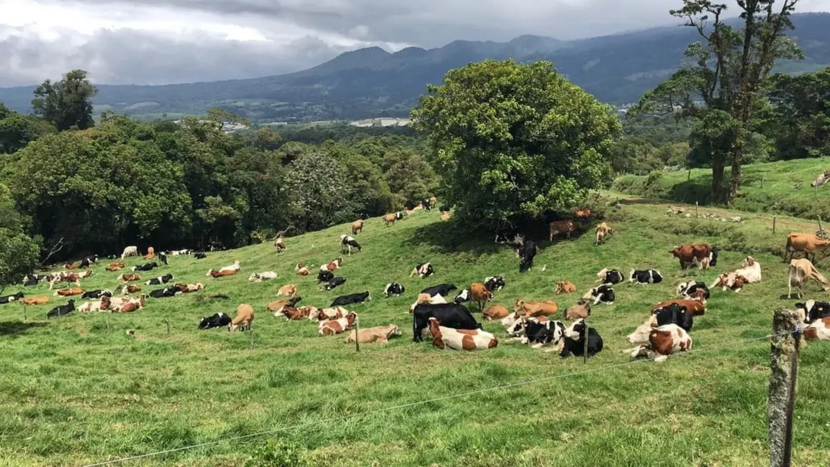 Vacas pastando en el potrero del Sendero Las Vacas con montañas de fondo, Poasito